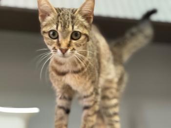 Actana Bild von Actana