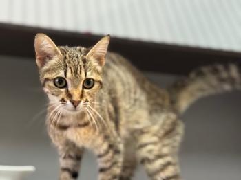 Actana Bild von Actana