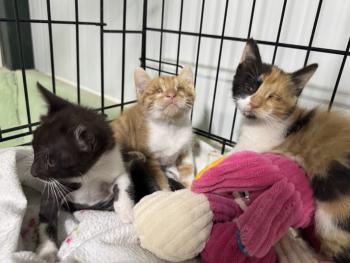 Marie Bild von Marie