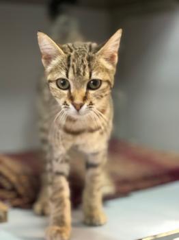 Actana Bild von Actana