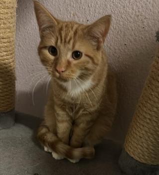 Oswald Bild von Oswald