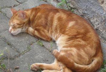 Moritz Bild von Atul