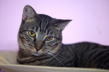 Coque Bild von Coque