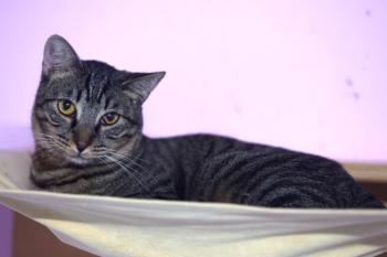 Coque Bild von Coque