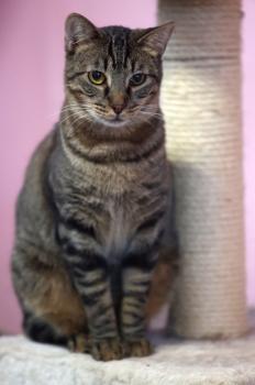 Coque Bild von Coque