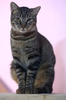 Coque Bild von Coque