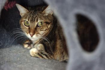 Loretta Bild von Loretta