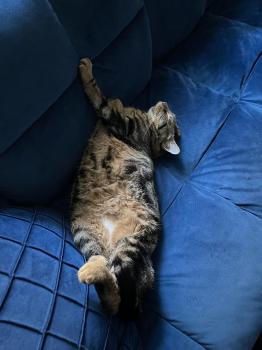 Pompon Bild von Pompon