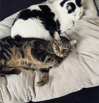 Pompon Bild von Pompon