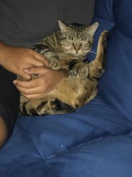 Pompon Bild von Pompon