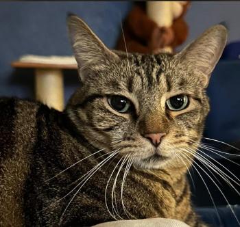 Pompon Bild von Pompon