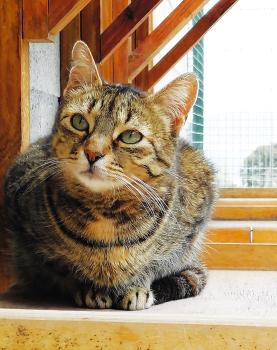 Lumbre Bild von Lumbre