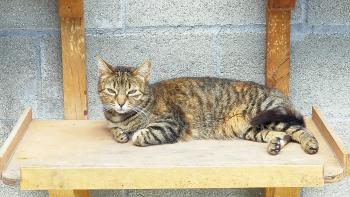 Lumbre Bild von Lumbre