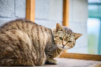 Lumbre Bild von Lumbre