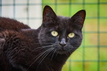 Maraxe Bild von Maraxe