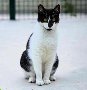 Homero Bild von Homero