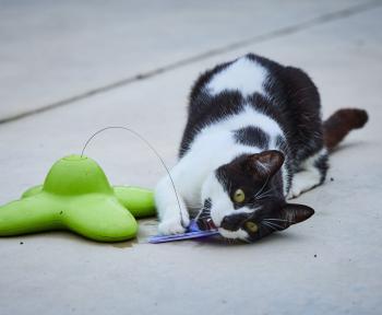 Homero Bild von Homero