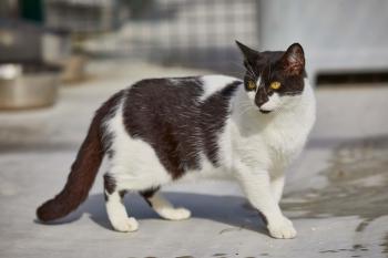 Homero Bild von Homero