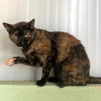 Tormenta Bild von Tormenta