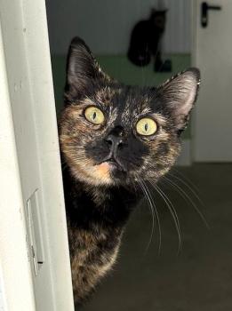 Tormenta Bild von Tormenta