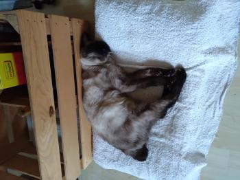 Samash Bild von Samash