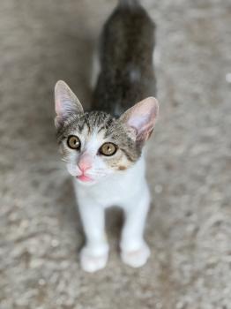 India Bild von India