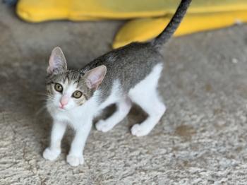 India Bild von India