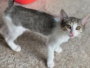 India Bild von India