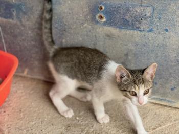 India Bild von India