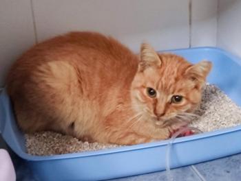 Rubio Bild von Rubio