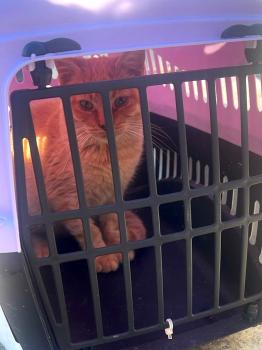 Rubio Bild von Rubio