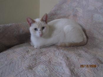 Bild von Tango