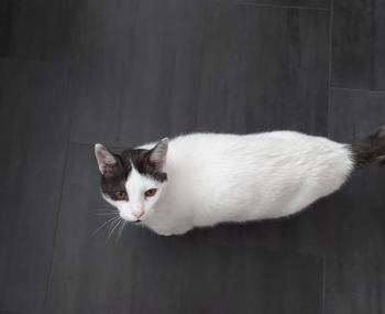 Monaco Bild von Monaco