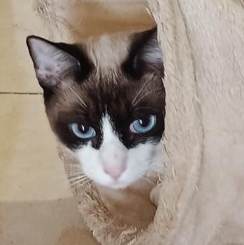 Bild von Shanti