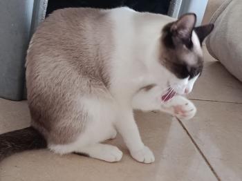 Bild von Shanti