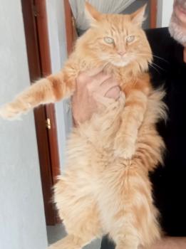 Duke Bild von Duke