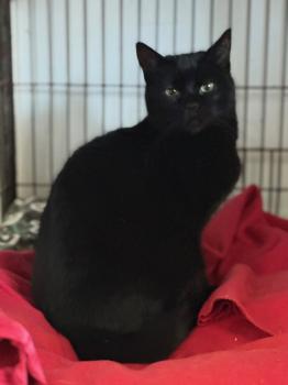 Relampago Bild von Relampago