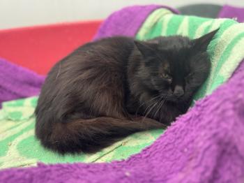 Pompon Bild von Pompon