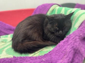 Pompon Bild von Pompon