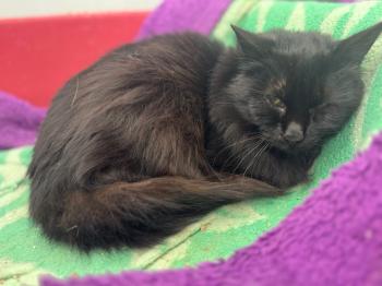 Pompon Bild von Pompon