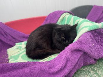 Pompon Bild von Pompon