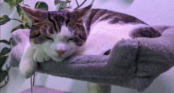 Brezel Bild von Brezel