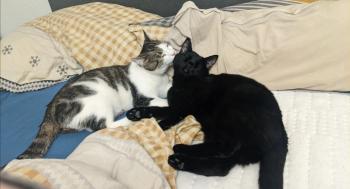 Brezel Bild von Brezel