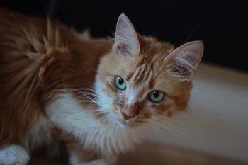 Larache Bild von Larache