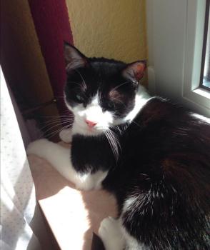 Ashira Bild von Ashira