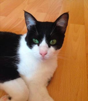 Ashira Bild von Ashira