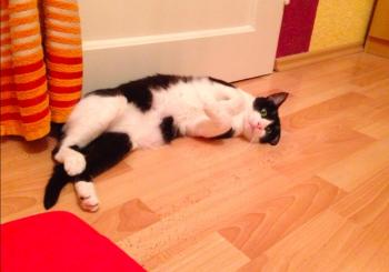 Ashira Bild von Ashira