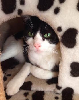 Ashira Bild von Ashira