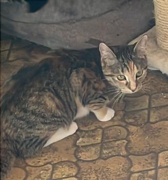 Jalapeno Bild von Jalapeno