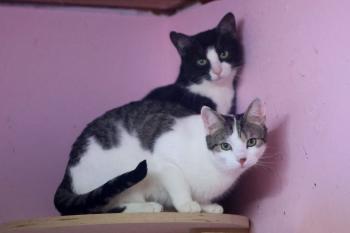 Irina Bild von Irina